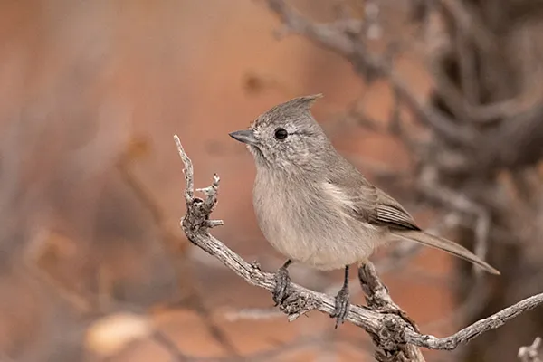 Juniper Titmouse