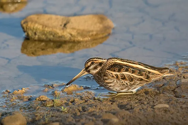 Jack Snipe