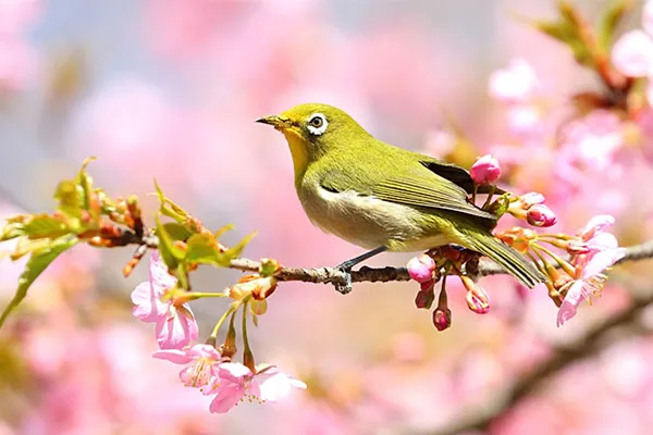 Japanese White-eye