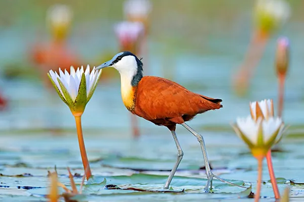 Jacana