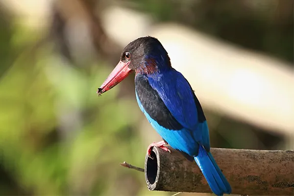 Java Kingfisher