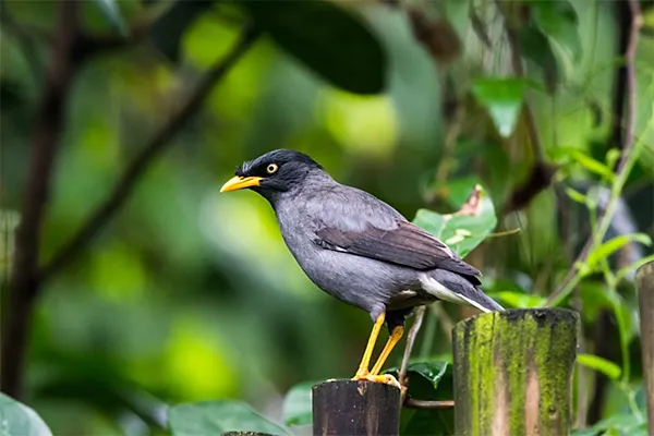 Javan Myna