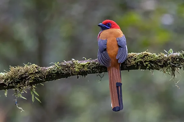 Javan Trogon