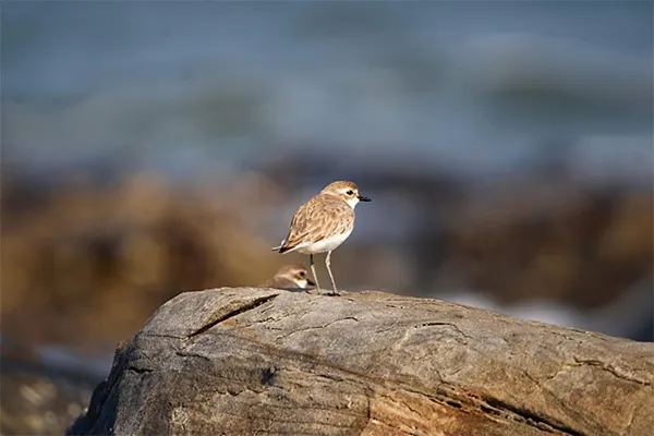Javan Plover