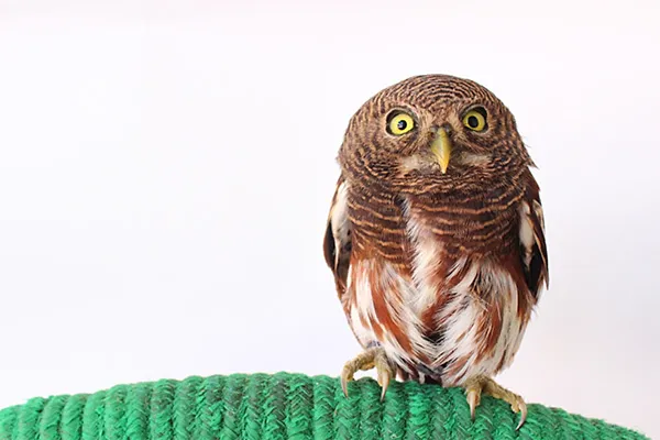 Javan Owlet