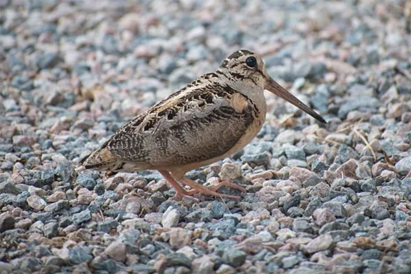 Javan Woodcock