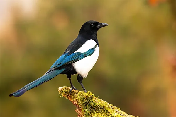 Magpie