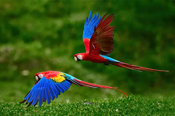 Macaw