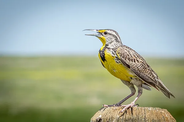 Meadowlark