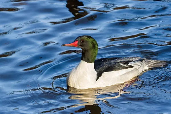 Merganser