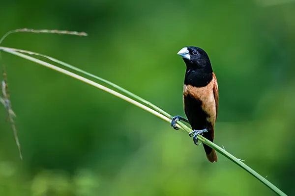 Munia