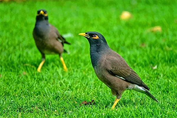 Myna