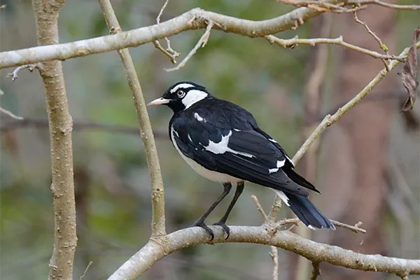 Magpie-lark