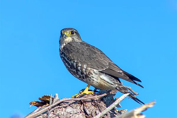 Merlin