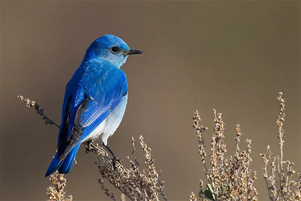 Mountain Bluebird