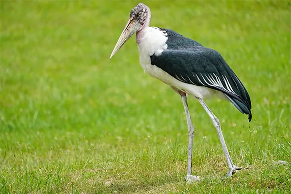 Marabou Stork