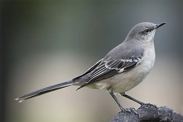 Mockingbird