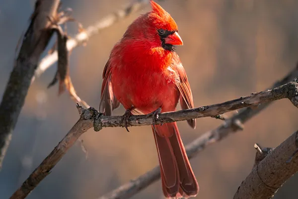 Northern Cardinal