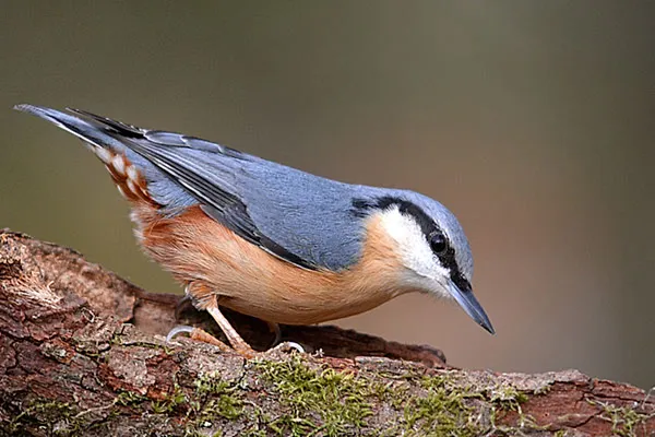 Nuthatch