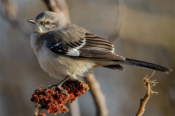 Northern Mockingbird