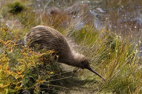 New Zealand Kiwi