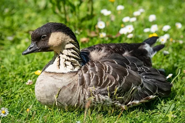 Nene (Hawaiian Goose)