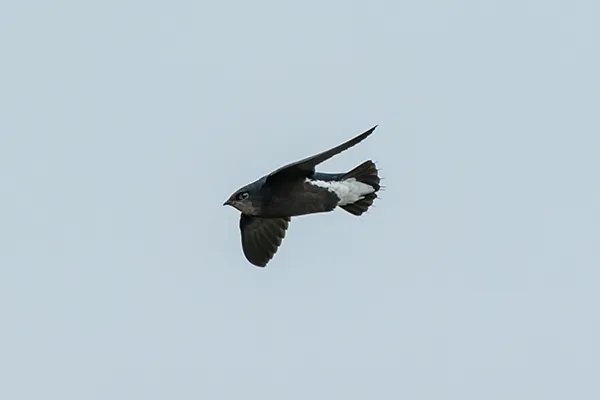 Needletail Swift