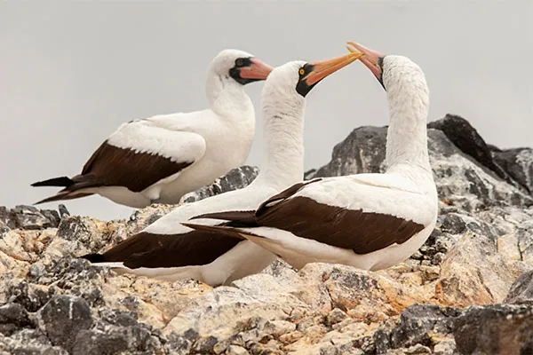 Nazca Booby