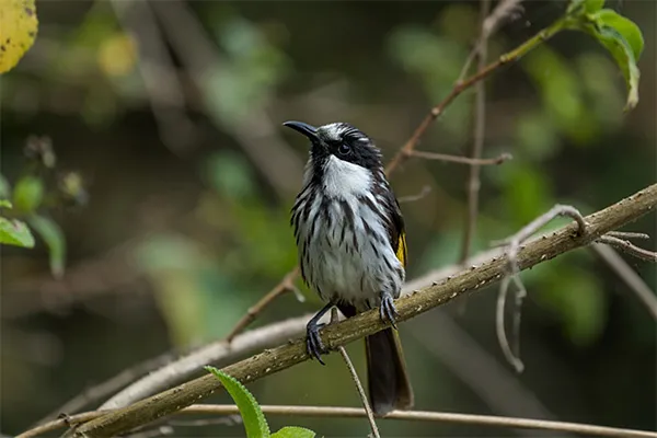 New Holland Honeyeater