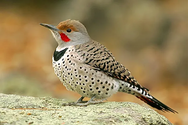 Northern Flicker