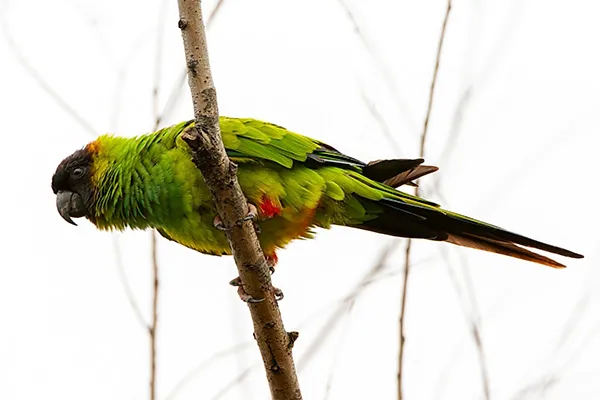 Nanday Parakeet
