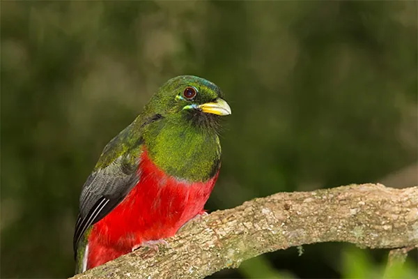 Narina Trogon