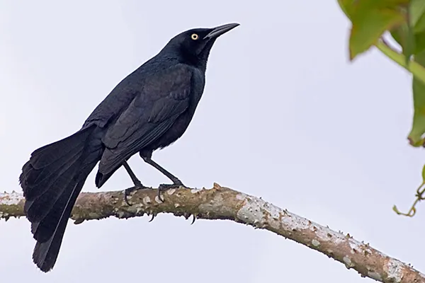 Nicaraguan Grackle