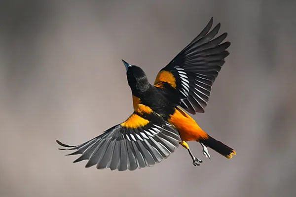 Oriole