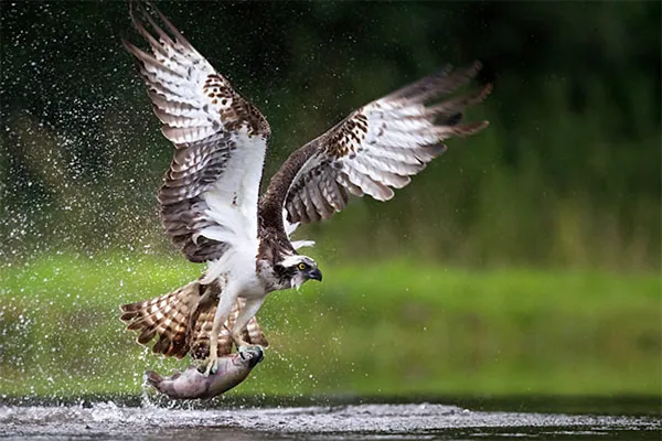 Osprey