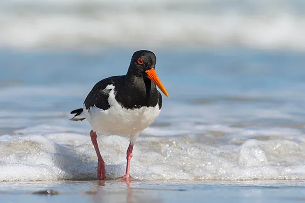 Oystercatcher