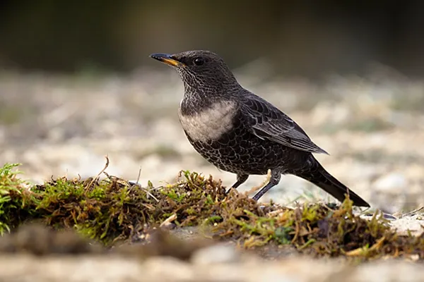 Ouzel