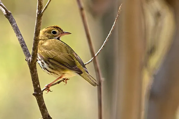 Ovenbird