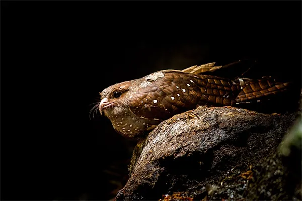 Oilbird