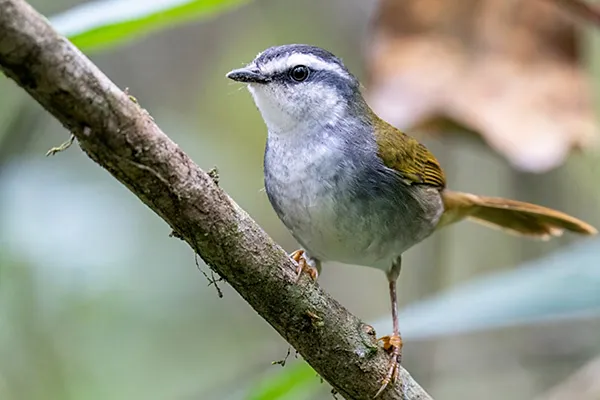 Olive Warbler