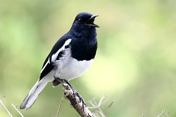 Oriental Magpie-Robin