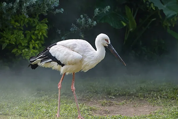 Oriental Stork