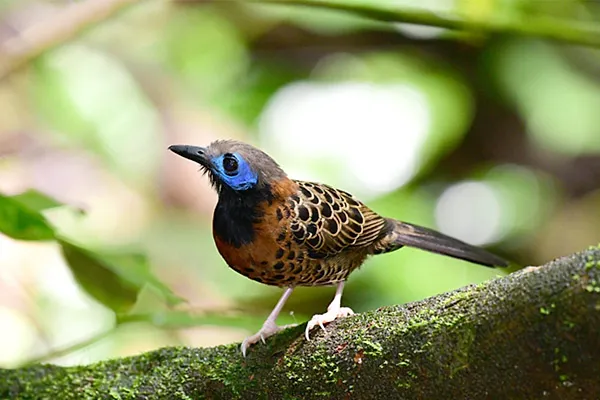 Ocellated Antbird