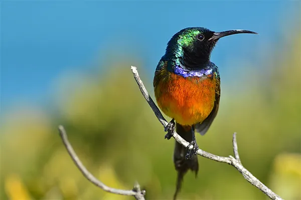 Orange-breasted Sunbird