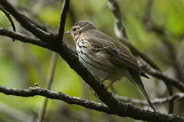 Olive-backed Pipit