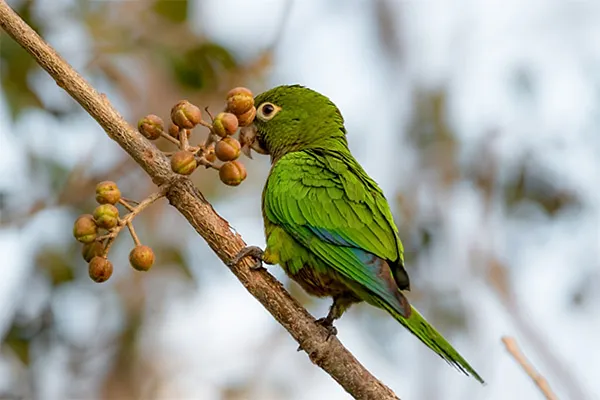 Olive-throated Parakeet