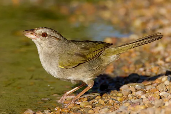 Olive Sparrow
