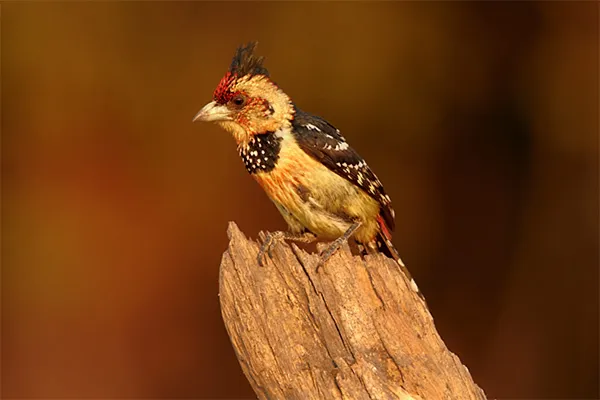 Orange-fronted Barbet