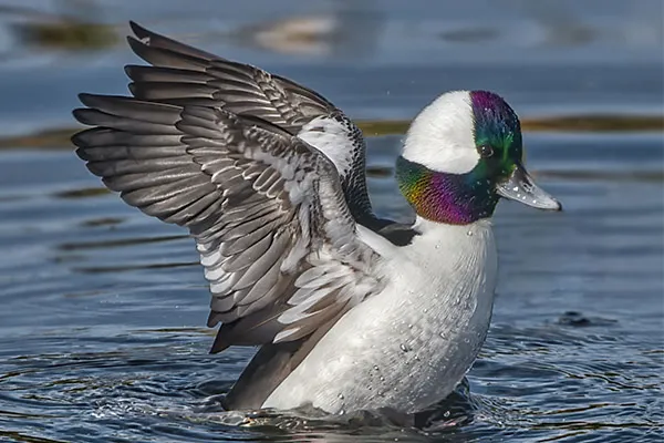 Bufflehead
