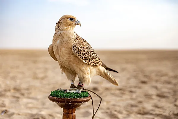 Falcon